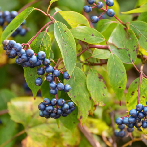 Dereń błękitny Blue Cloud (C2)
