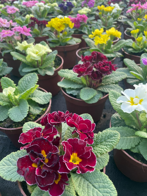 Prymulka wieloletnia burgundowa Pierwiosnek sadzonka w doniczce