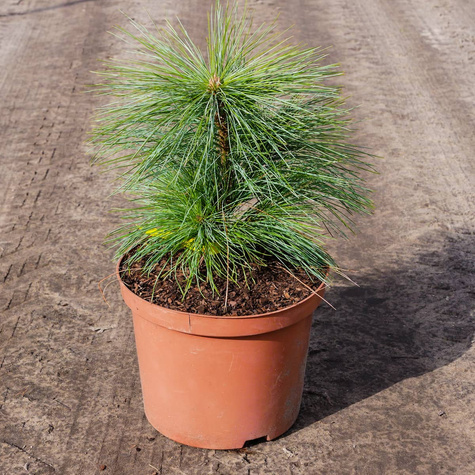 Sosna Schwerina Wiethorst szczepiona NP (C5)