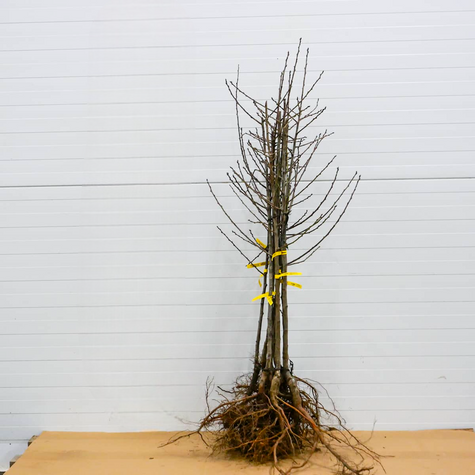 Śliwa Bluefree duże owoce Plant Pack