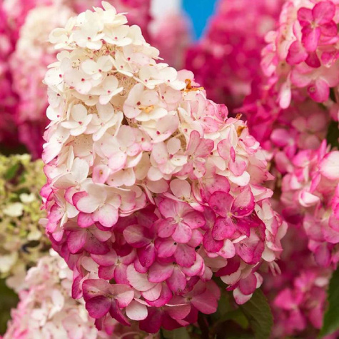 Hortensja bukietowa Fraise Melba (C2)