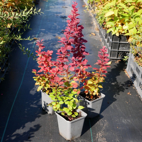 Berberys thunberga Neon (P9)