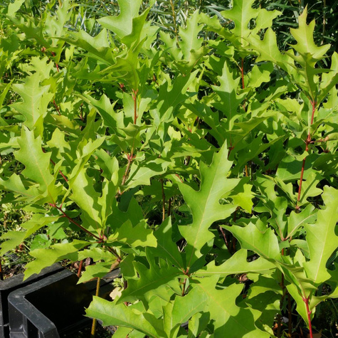 Dąb błotny Najszybciej rosnący (P9)