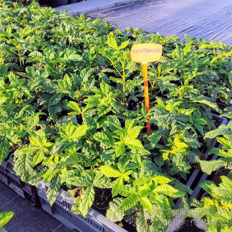 Kasztanowiec zwyczajny miododajny (C2)