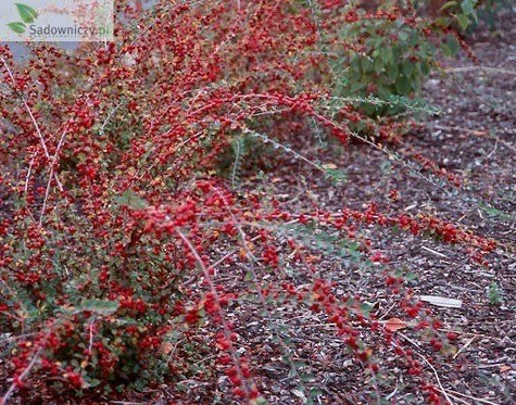 Irga zimozielona Dammera (C2)