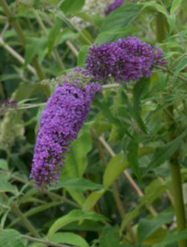 Budleja Dawida 'Ile de France'