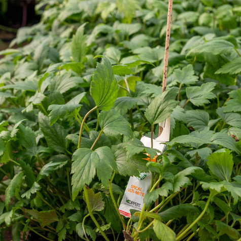 Zawilec japoński Konigin Charlotte (C2)