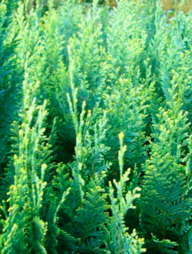 Cyprysik lawsona White Spot (C2)