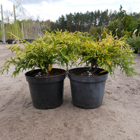 Cyprysik groszkowy Filifera Aurea (C2)