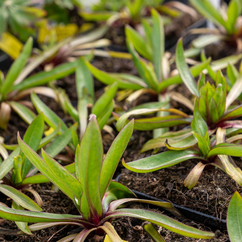 Dzielżan UFO Carmen (C2)
