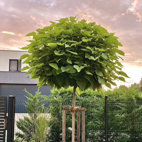 Katalpa Szczepiona Na Pniu Surmia Bignoniowa Nana