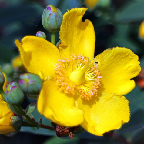 Dziurawiec Hidcote (C2)