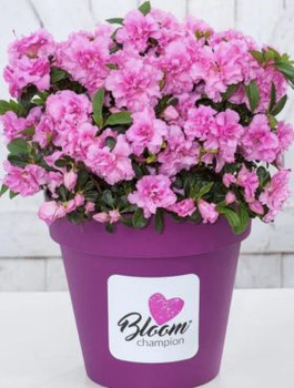 Mini Azalia BloomChampion Fioletowa powtarzająca kwitnienie (C2)