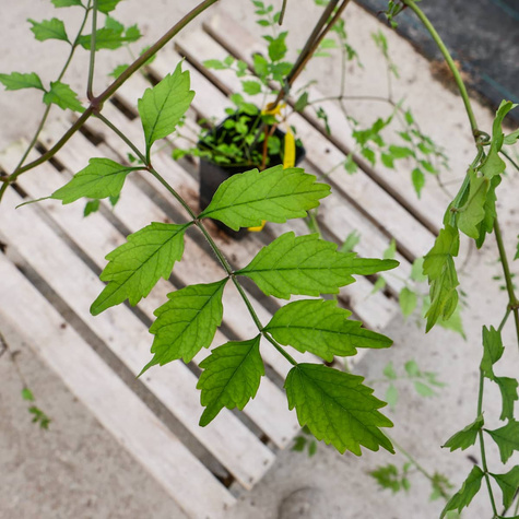 Milin amerykański Judy doniczka C2