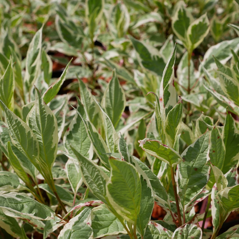 Dereń biały IVORY HALO Bailhalo (C2)