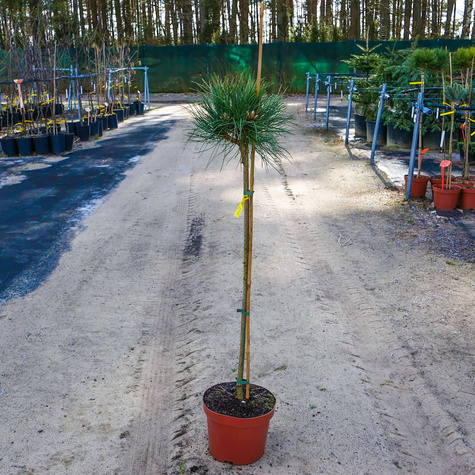 Sosna czarna Black Prince szczepiona na pniu Pa60cm