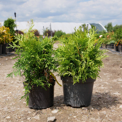 Thuja Tuja Żywotnik zachodni Selena (C2)