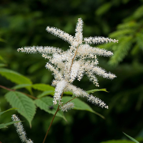 Tawułka Thunberga Prof. van der Wielen (P9)