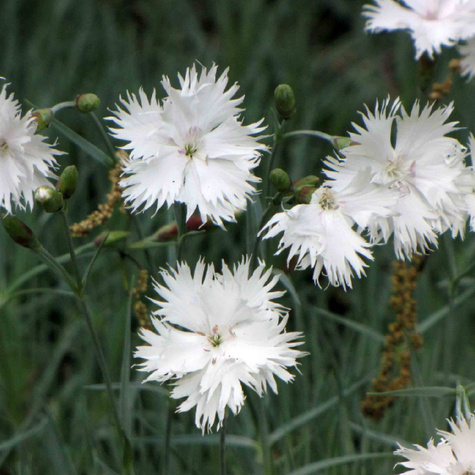 Goździk kropkowany Albus (C2)