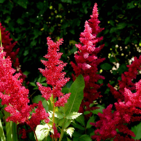 Tawułka Arendsa Spinell