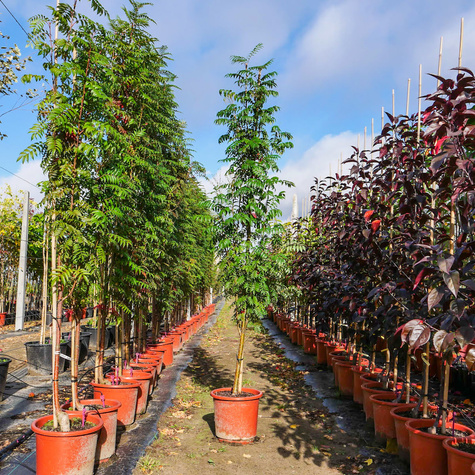 Jarząb kolumnowy Autumn Spire
