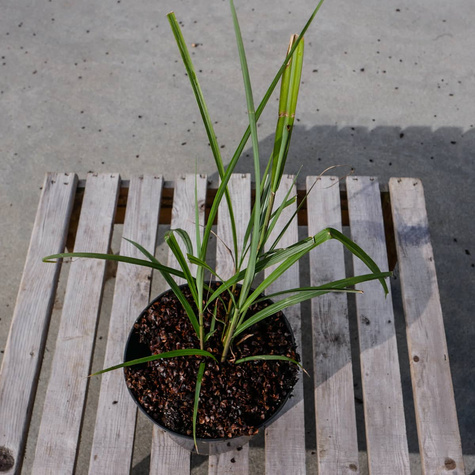 Miskant chiński Silberfeder