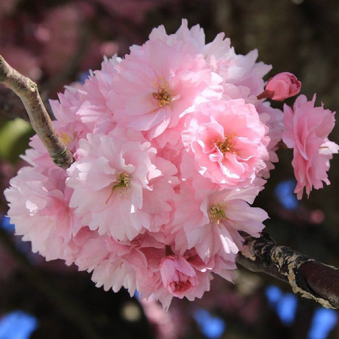 Wiśnia Piłkowana Royal Burgundy Krzaczasta NP