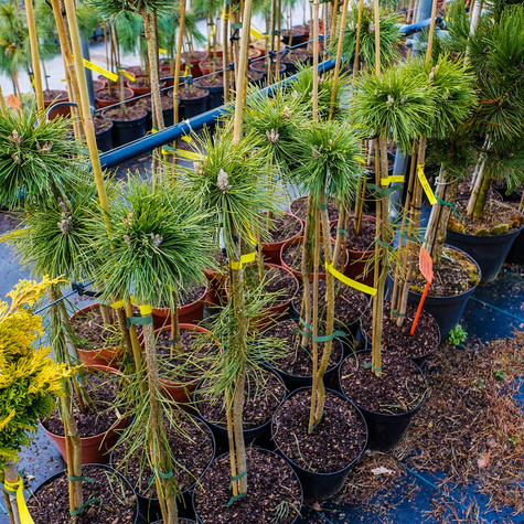 Sosna kosodrzewina Benjamin szczepiona Pa60