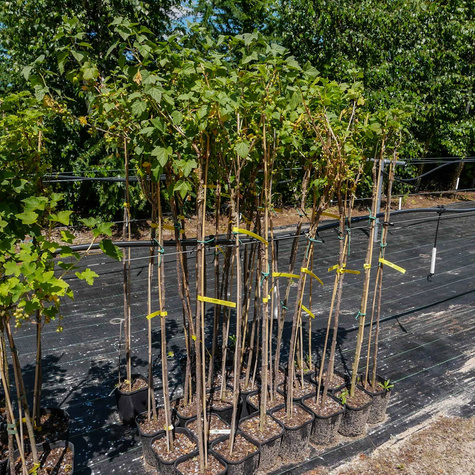 Porzeczka czarna Ben Connan na pniu w doniczce