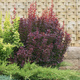Berberys thunberga Red Pillar (C1.7)