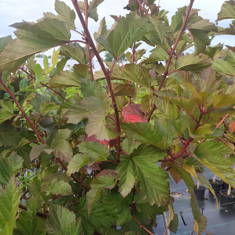 Pęcherznica kalinolistna Magic Ball Pa100