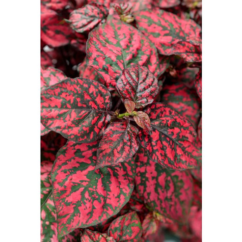 Niedośpian Hippo Red Improved zielono-czerwony