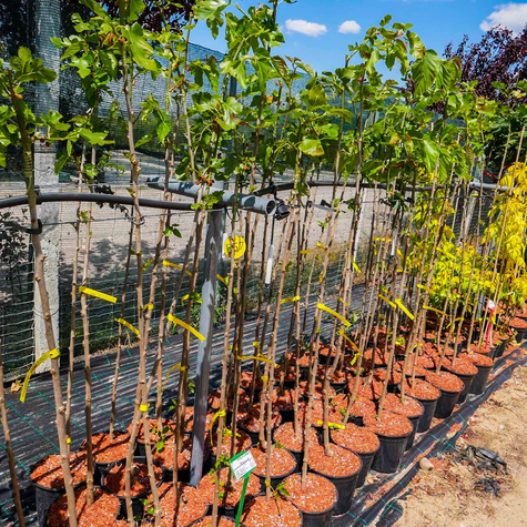 Morwa Czarna Pendula szczepiona na pniu
