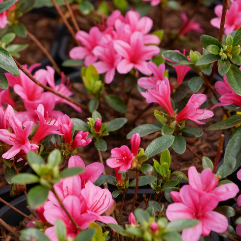 Azalia japońska Blaue Donau (C2)