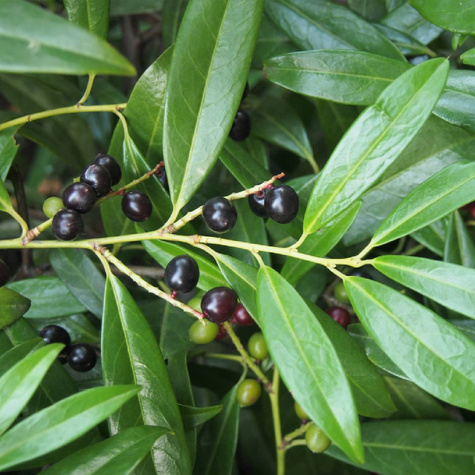 Laurowiśnia wschodnia Rotundifolia (P9)