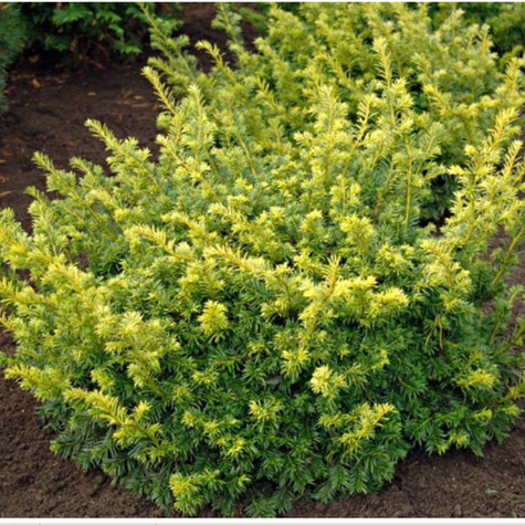 Cis pospolity Summergold