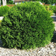 Thuja Żywotnik zachodni Little Champion (C2) 