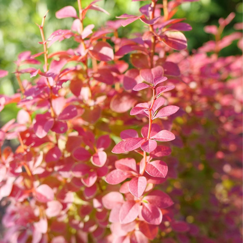 Berberys Thunberga Orange Pilar (C2)