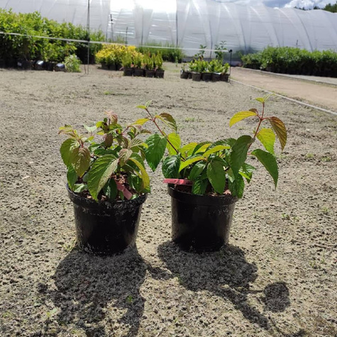 Kalina japońska Watanabe (C2)