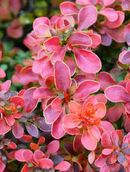 Berberys thunberga Dariusz (C2)