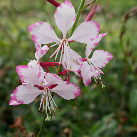 Gaura Gambit Rose Bicolor (C2)