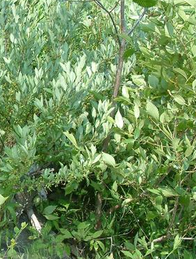 Wiśnia piaskowa (C2)