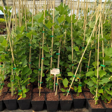 Platan klonolistny (C2)