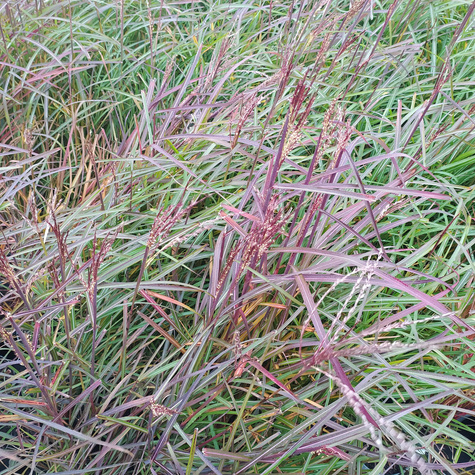 Miskant chiński Purple Fall (C2)