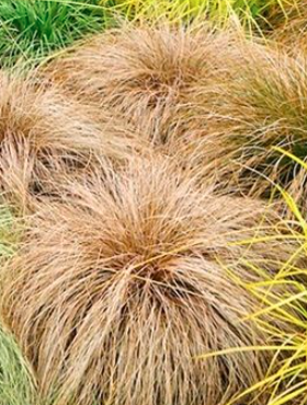 Turzyca włosista Bronze Perfection