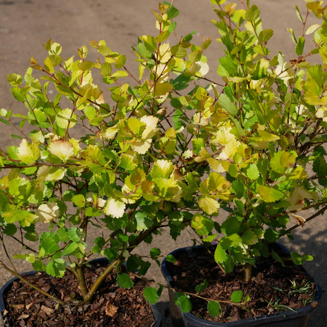 Brzoza karłowata krzaczasta Golden Treasure (P9)