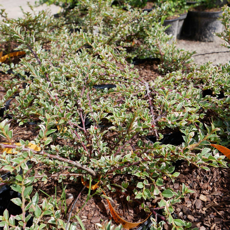 Irga purpurowa Variegatus (C2)