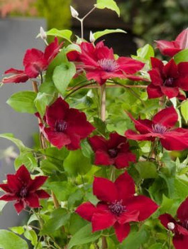 Powojnik wielkokwiatowy Perida (C2)