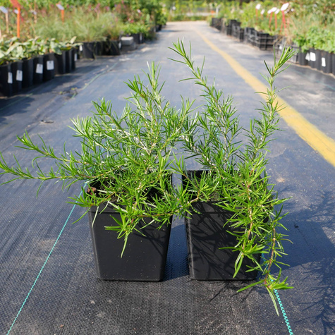 Płomyk szydlasty Floks niebieski (C2)