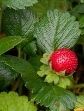 Poziomka chilijska 'Chaval'